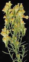 Image result for Linaria vulgaris