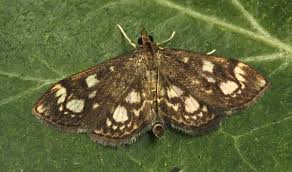 Attēlu rezultāti vaicājumam “Anania coronata”