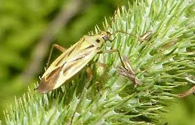Attēlu rezultāti vaicājumam “Stenotus binotatus”