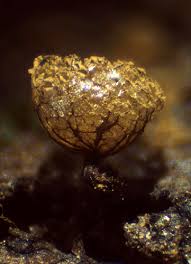 Attēlu rezultāti vaicājumam “Cribraria argillacea macro”