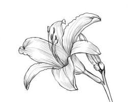 Image result for Lilie