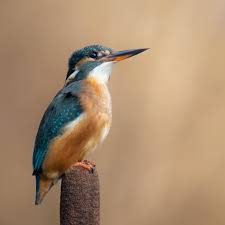 Attēlu rezultāti vaicājumam “Alcedo atthis”