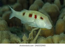 Image result for Pseudupeneus maculatus