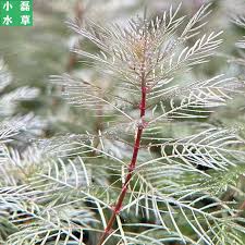 「綠羽毛」的圖片搜尋結果