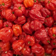 Afbeeldingsresultaat voor aji dulce sweet pepper