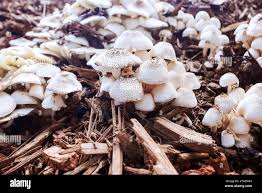 Attēlu rezultāti vaicājumam “Pholiota heteroclita”