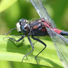 Attēlu rezultāti vaicājumam “Leucorrhinia dubia”