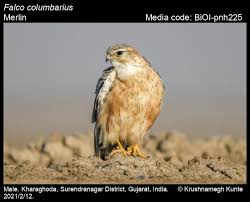 Image result for Falco columbarius