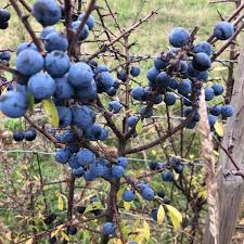 Attēlu rezultāti vaicājumam “Prunus spinosa”