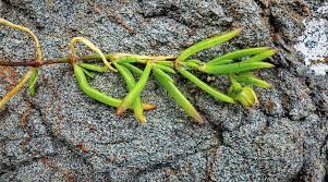 Attēlu rezultāti vaicājumam “Spergularia marina leaf”