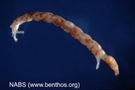 Attēlu rezultāti vaicājumam “Chironomidae larvae”