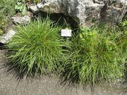 Attēlu rezultāti vaicājumam “Sesleria caerulea”