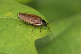 Attēlu rezultāti vaicājumam “Ectobius sylvestris”