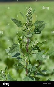 Attēlu rezultāti vaicājumam “Chenopodium album leaf”