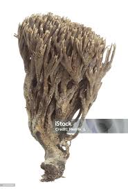 Attēlu rezultāti vaicājumam “Thelephora palmata”