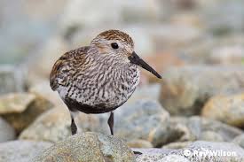 Attēlu rezultāti vaicājumam “Calidris alpina adult”