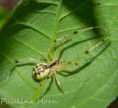Attēlu rezultāti vaicājumam “Phylloneta sp.”