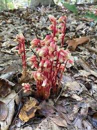 Attēlu rezultāti vaicājumam “Monotropa hypopitys fruit”