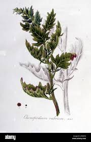 Attēlu rezultāti vaicājumam “Chenopodium rubrum leaf”