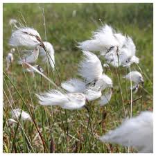 Attēlu rezultāti vaicājumam “Eriophorum angustifolium fruit”