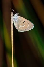 Attēlu rezultāti vaicājumam “Cyaniris semiargus”