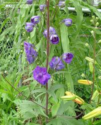 Attēlu rezultāti vaicājumam “Delphinium elatum  bud”