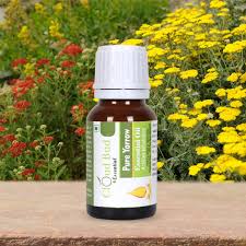 Attēlu rezultāti vaicājumam “Achillea millefolium bud”