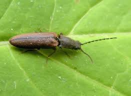 Attēlu rezultāti vaicājumam “Athous sp.”