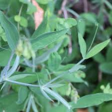 Attēlu rezultāti vaicājumam “Lathyrus latifolius bud”