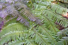 Attēlu rezultāti vaicājumam “Pteropsida”