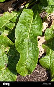 Attēlu rezultāti vaicājumam “Armoracia rusticana leaf”