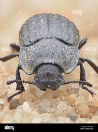 Attēlu rezultāti vaicājumam “Opatrum sabulosum”