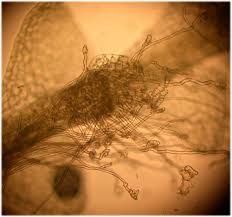 Attēlu rezultāti vaicājumam “Odontoschisma sphagni”