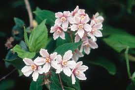 Attēlu rezultāti vaicājumam “Saxifragaceae”