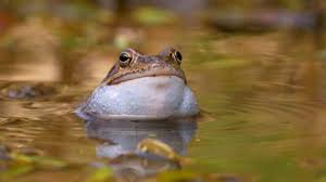 Attēlu rezultāti vaicājumam “Rana temporaria adult”