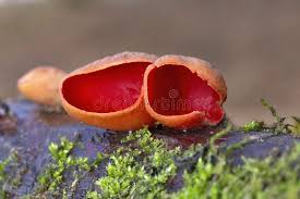 Attēlu rezultāti vaicājumam “Sarcoscypha austriaca”