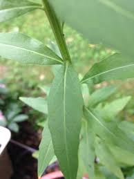 Attēlu rezultāti vaicājumam “Erysimum cheiranthoides leaf”