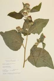 Attēlu rezultāti vaicājumam “Arctium nemorosum”