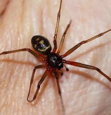 Attēlu rezultāti vaicājumam “Steatoda grossa”