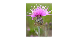 Attēlu rezultāti vaicājumam “Cribraria purpurea stalked”