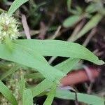 Attēlu rezultāti vaicājumam “Rumex maritimus leaf”