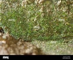 Attēlu rezultāti vaicājumam “Seligeria donniana”