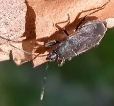 Attēlu rezultāti vaicājumam “Eremocoris plebejus”