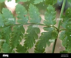 Attēlu rezultāti vaicājumam “Dryopteris expansa”