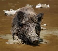 Attēlu rezultāti vaicājumam “Sus scrofa”