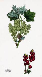 Attēlu rezultāti vaicājumam “Ribes rubrum flower”