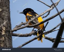 Image result for Icterus galbula