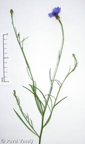 Attēlu rezultāti vaicājumam “Cyanus segetum flower”