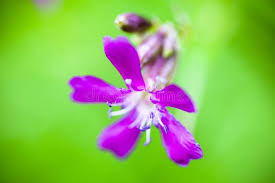 Attēlu rezultāti vaicājumam “Silene viscaria flower”
