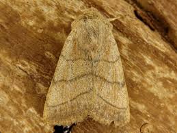 Attēlu rezultāti vaicājumam “Charanyca trigrammica”